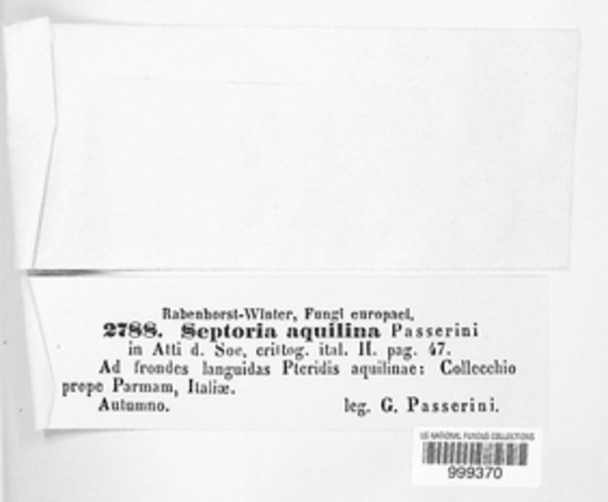Cylindrosporium aquilinum image